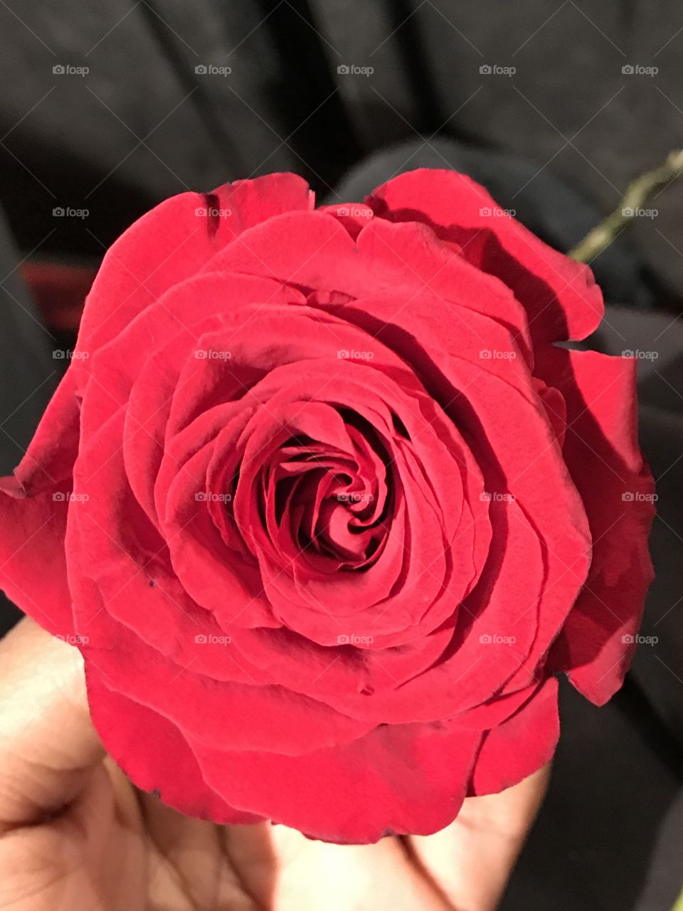 The beauti of a rose flower 