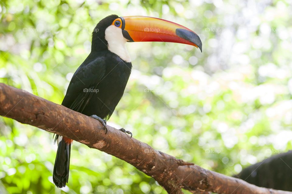 Colorful toucan sitting on a tree branch