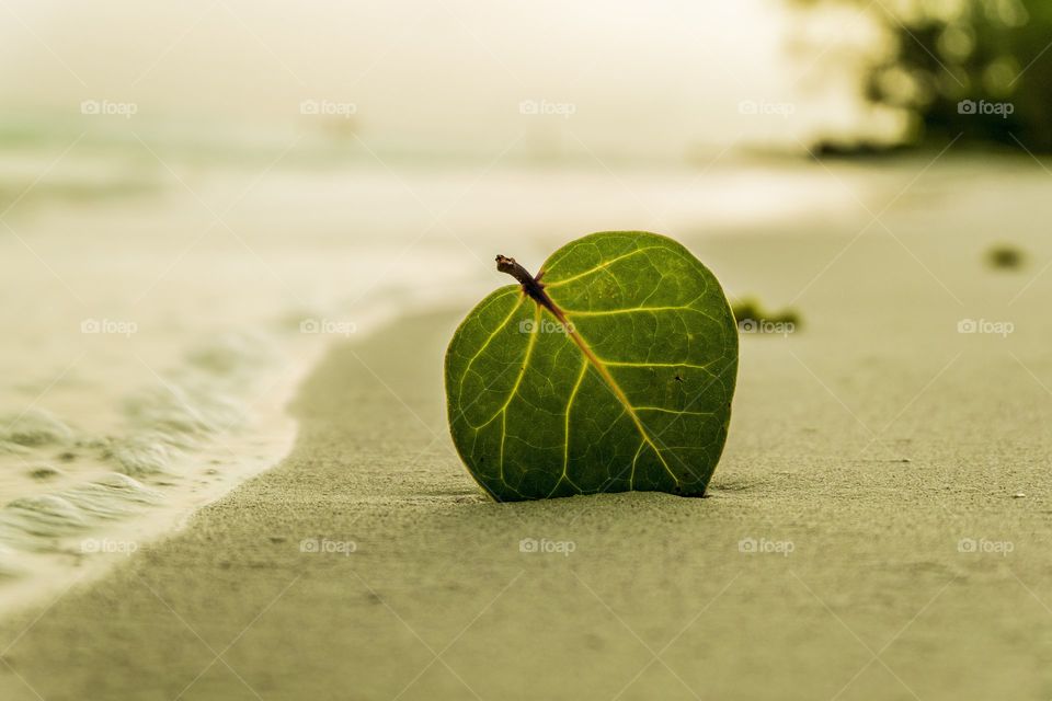 leaf at sea shore