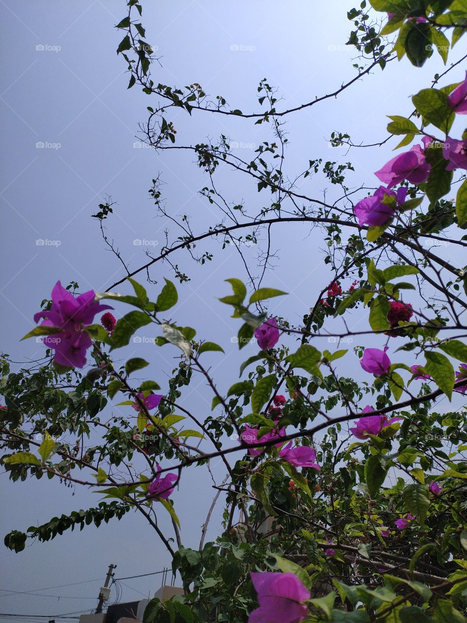 Bogainvelia shining bright in June