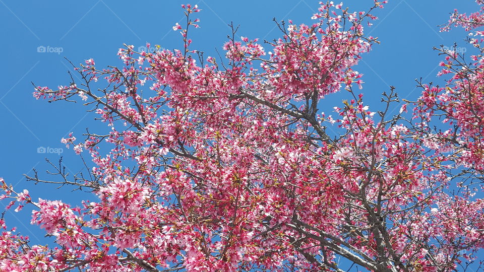 pink blooming tree