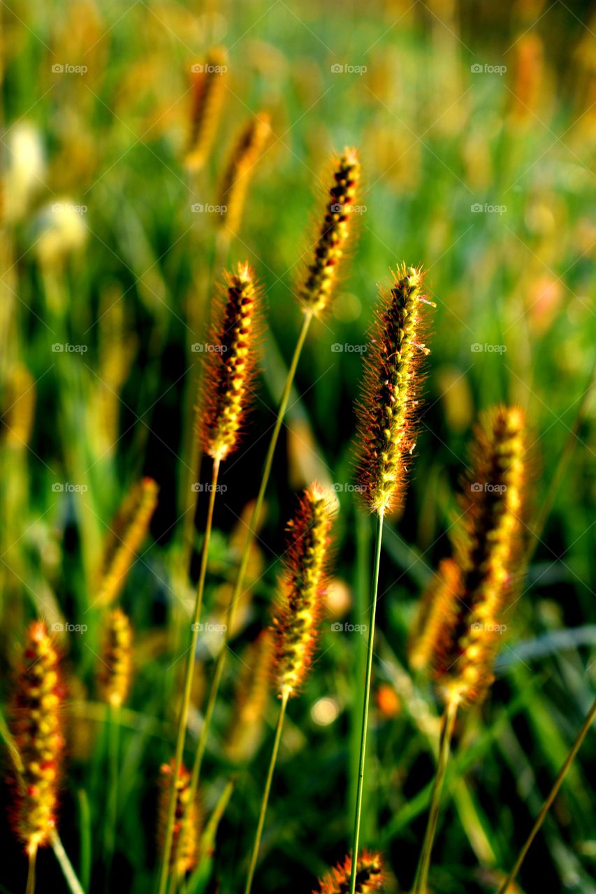 roadside plants field pasture Ohio