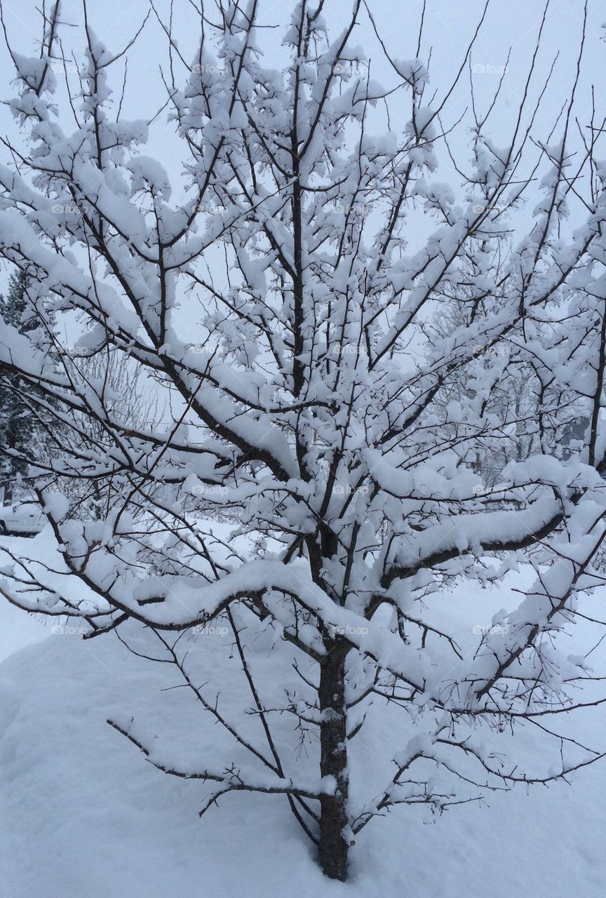 Snowy tree