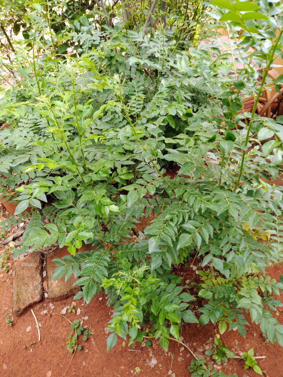curry leaves plants in my garden