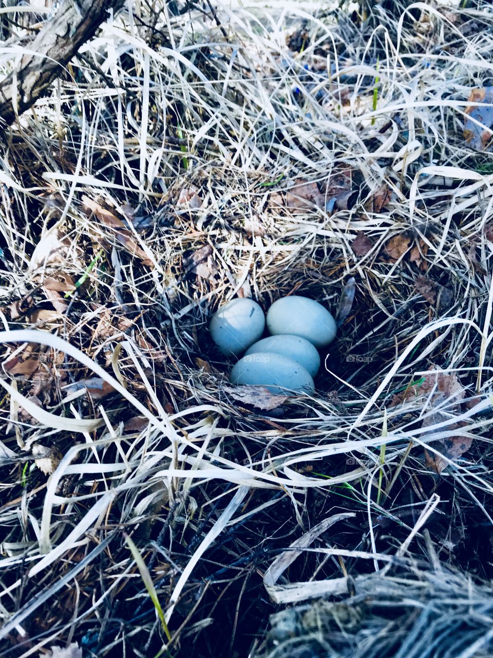 Duck Eggs in the nest