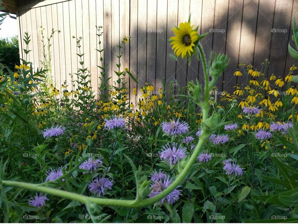 Happy Sunflowers