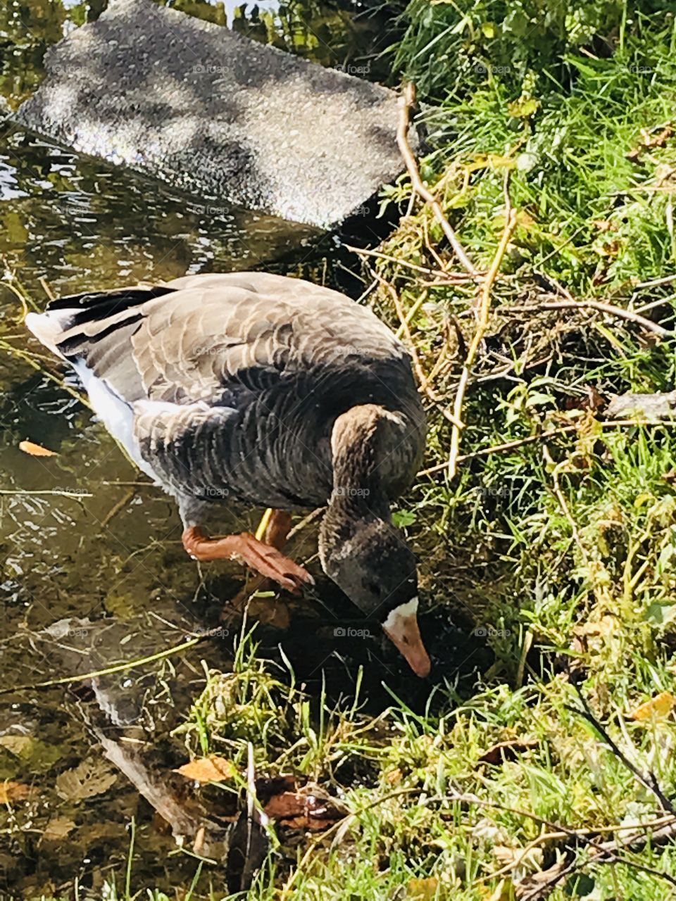 Anser goose coming out of the water
