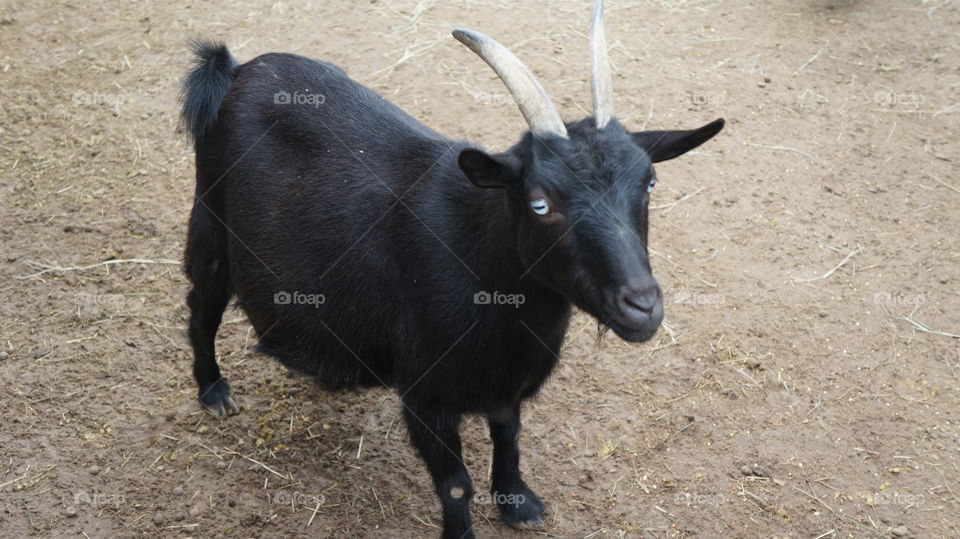 Black goat we saw at the grapeland drivethru safari in Texas 