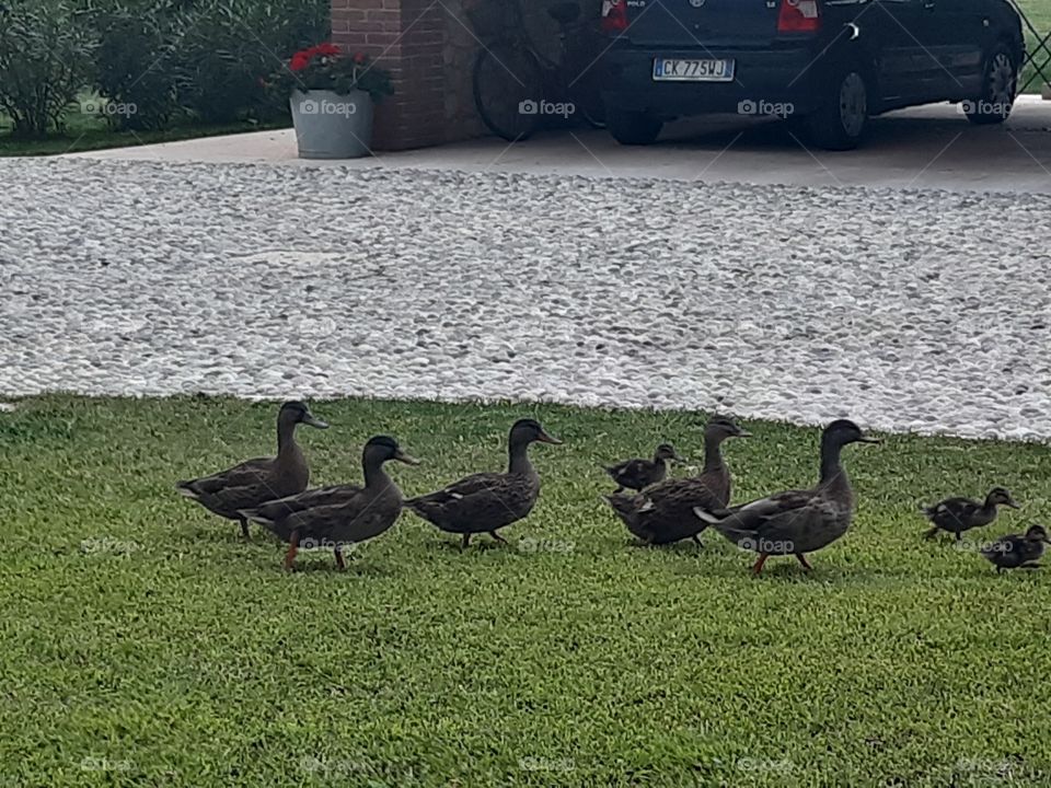 my ducks walking in the garden