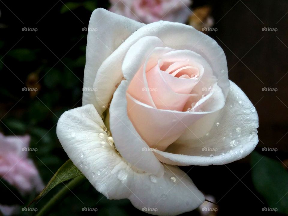 Cute beautiful rose