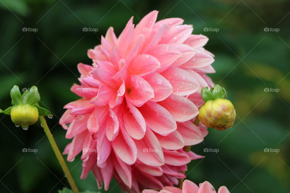 Flower and raindrops, closeup 