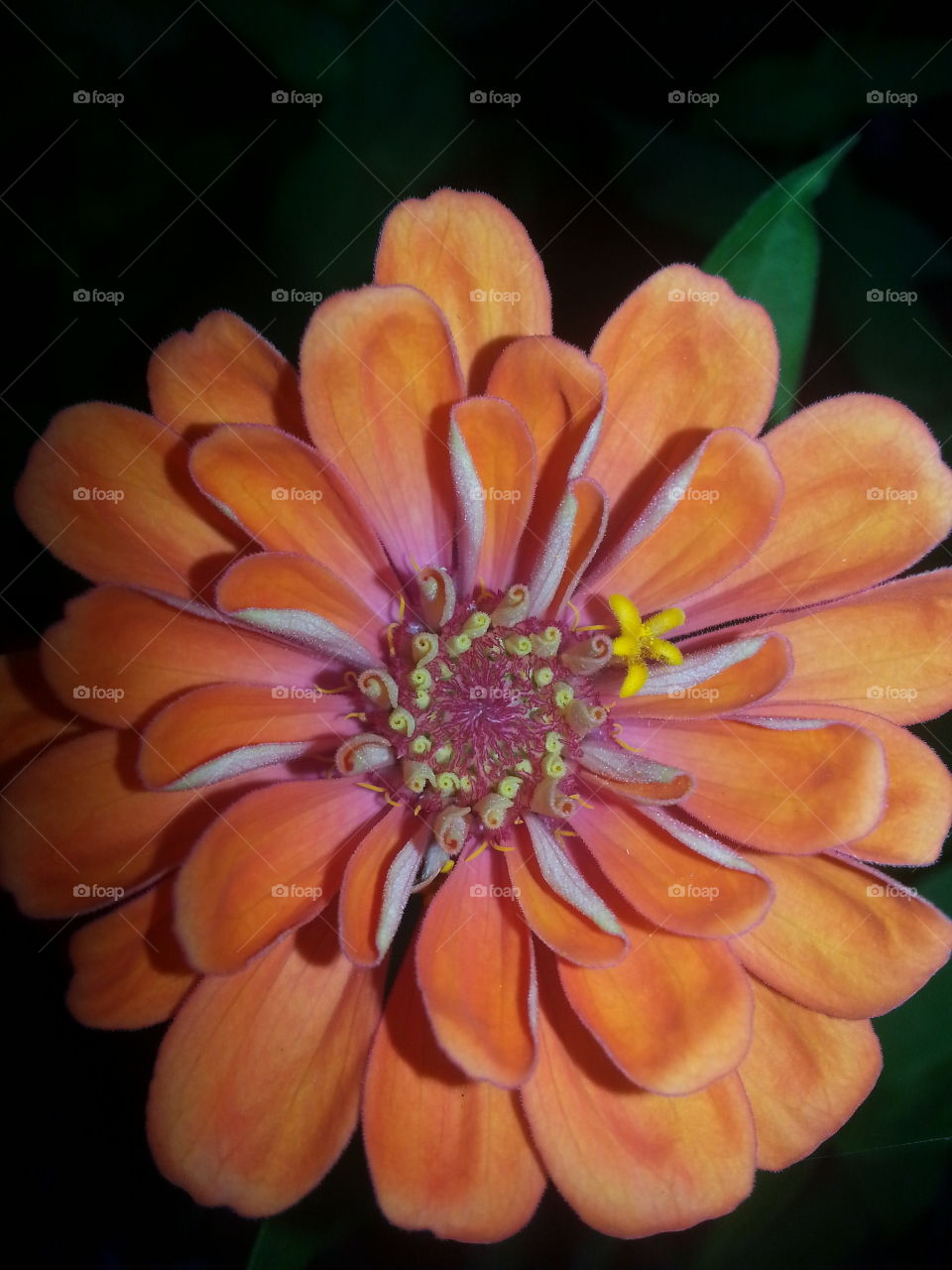 zinnia