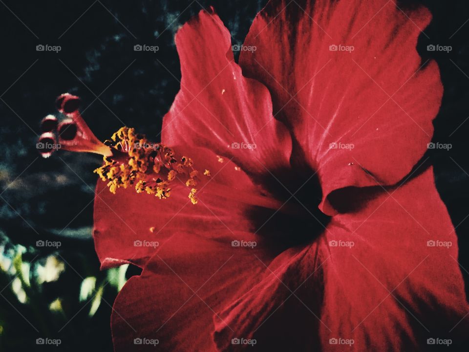 Hibiscus
