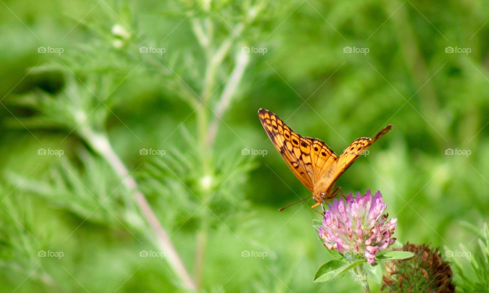 Butterflies Fly Away - orange butterfly on red clover blossom 