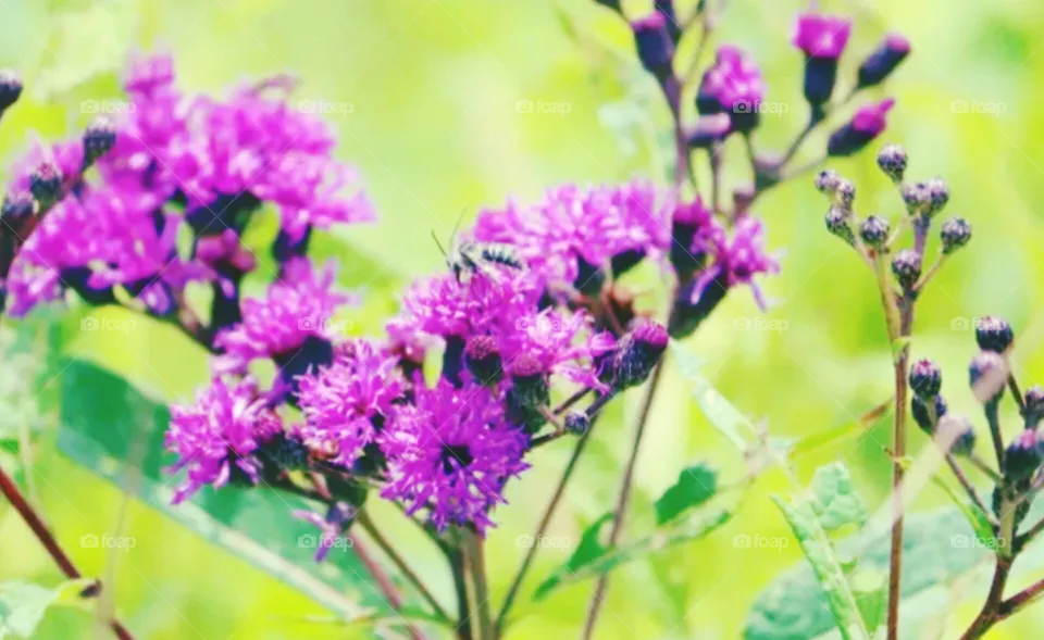 flowers