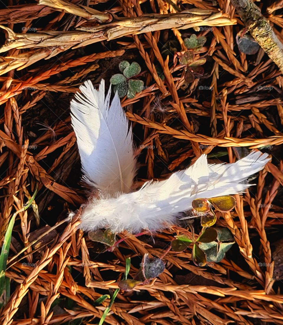 Goosedown on Forest Floor