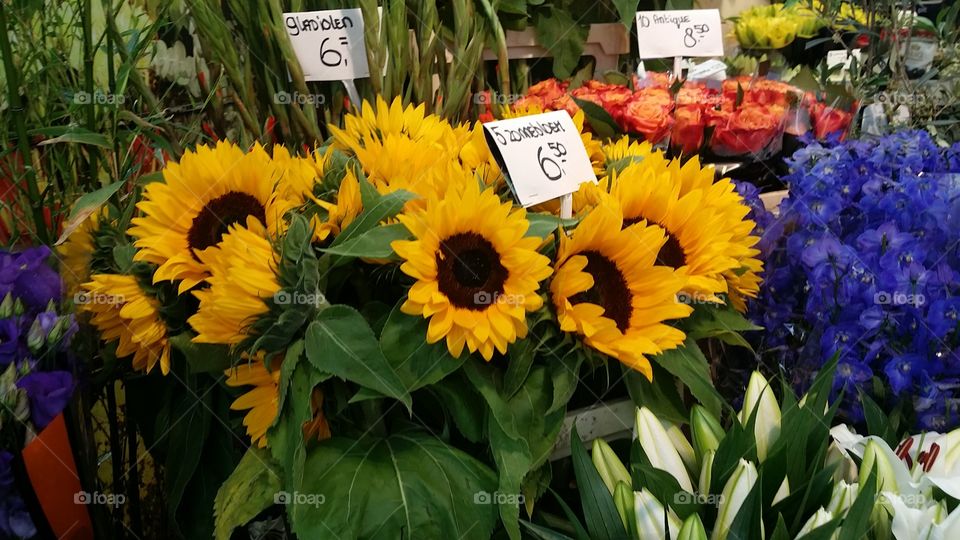 Flower market Amsterdam