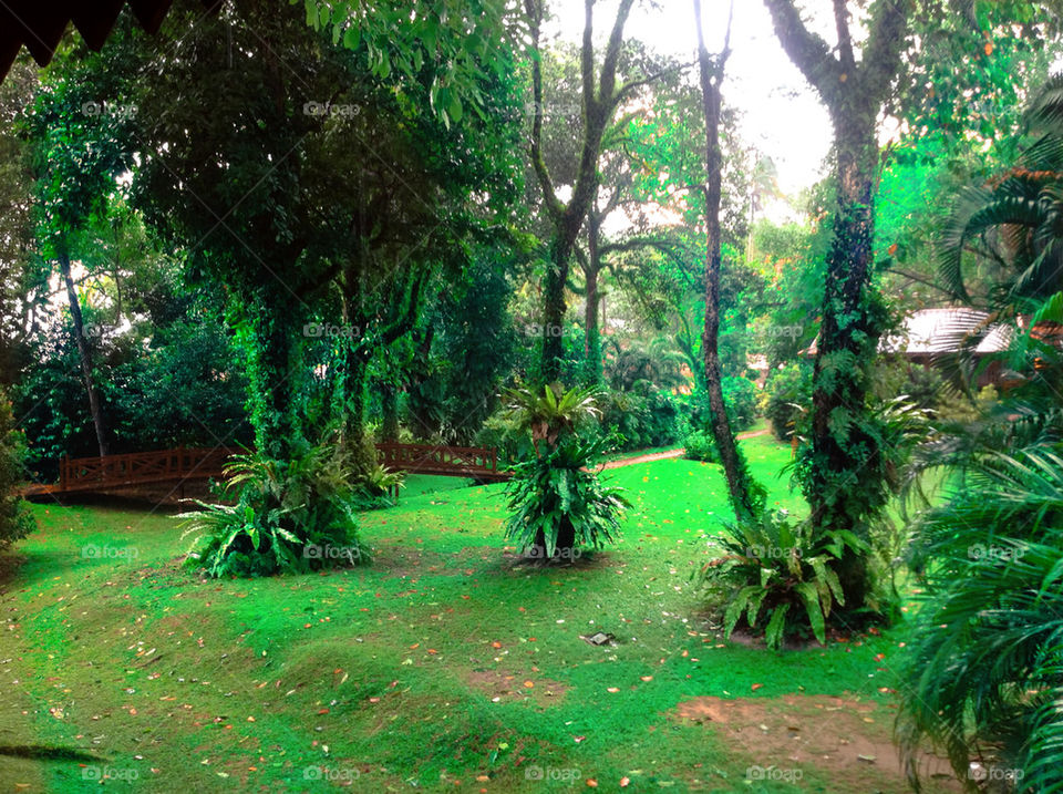 Malaysian garden