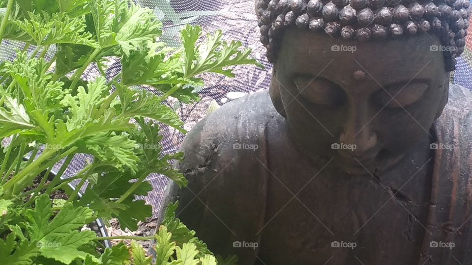 Buddha amongst citronella
