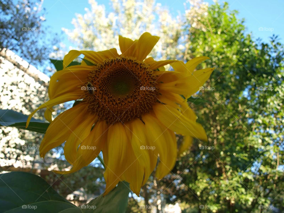 autumn sunflower bee colorado by ezdrossi