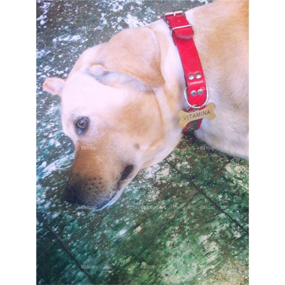 Así esta mi mejor amigo, un amigo fiel y incomparable, lo más lindo que he tenido y ya me cuida en el cielo.