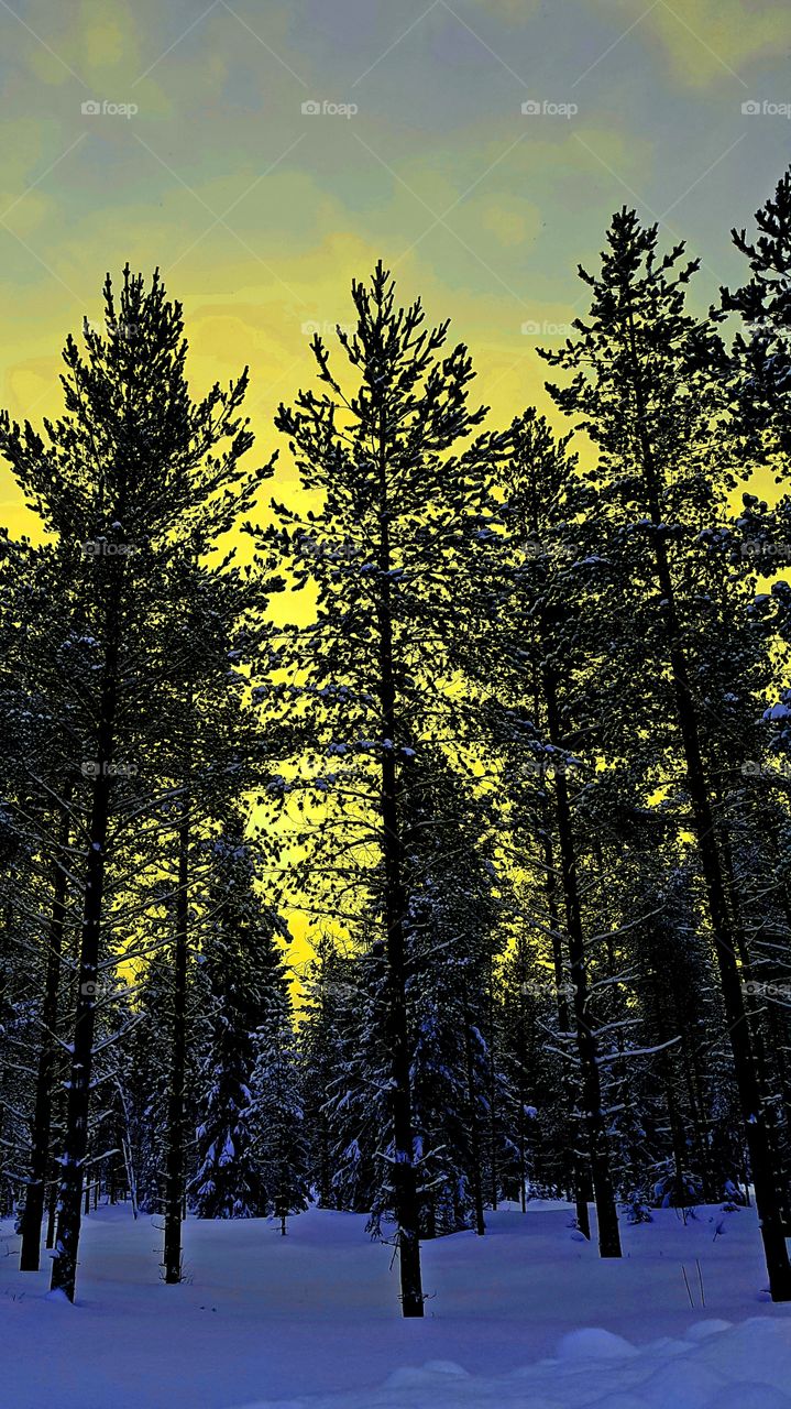 sunset in the forest