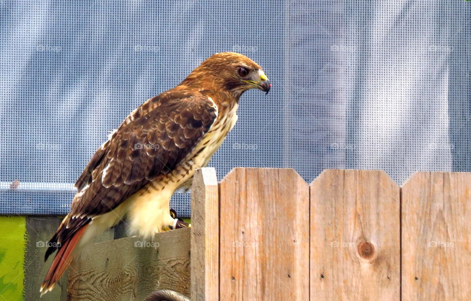Hawk on guard 
