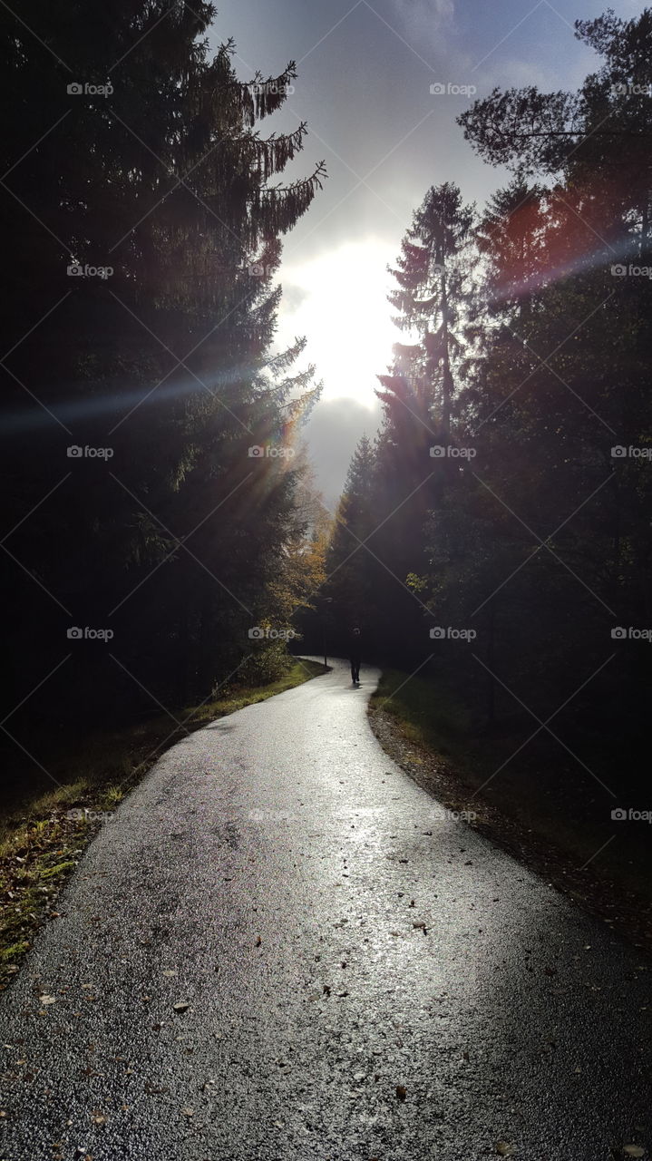 Sunrays in the forest