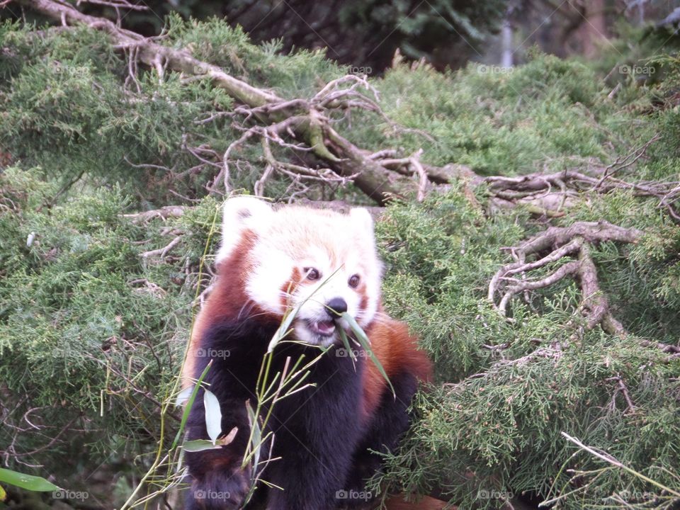 red panda. Red panda eating bamboo 