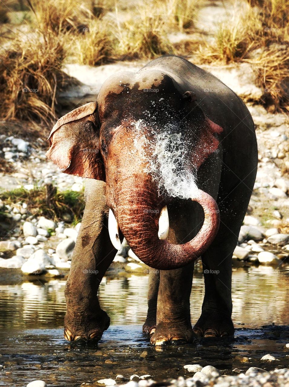 Indian Elephant...