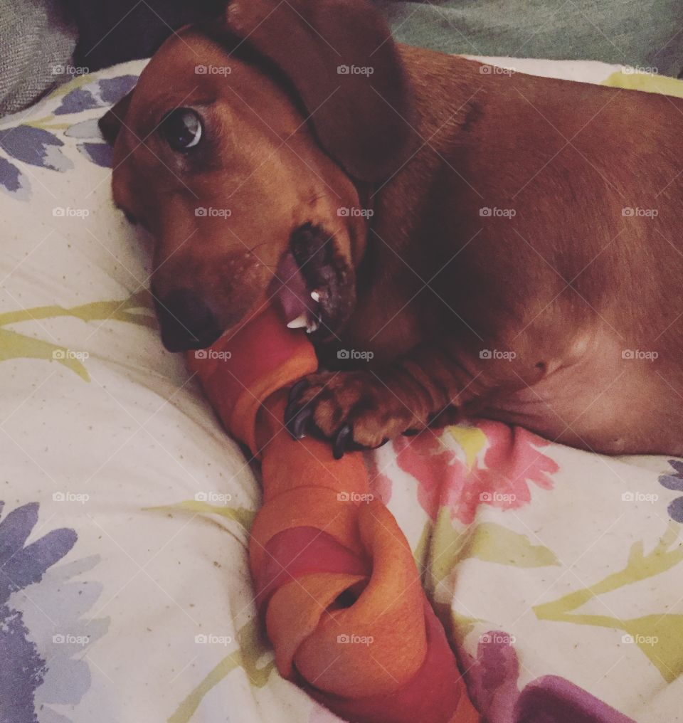 Sausage dog eating a bone