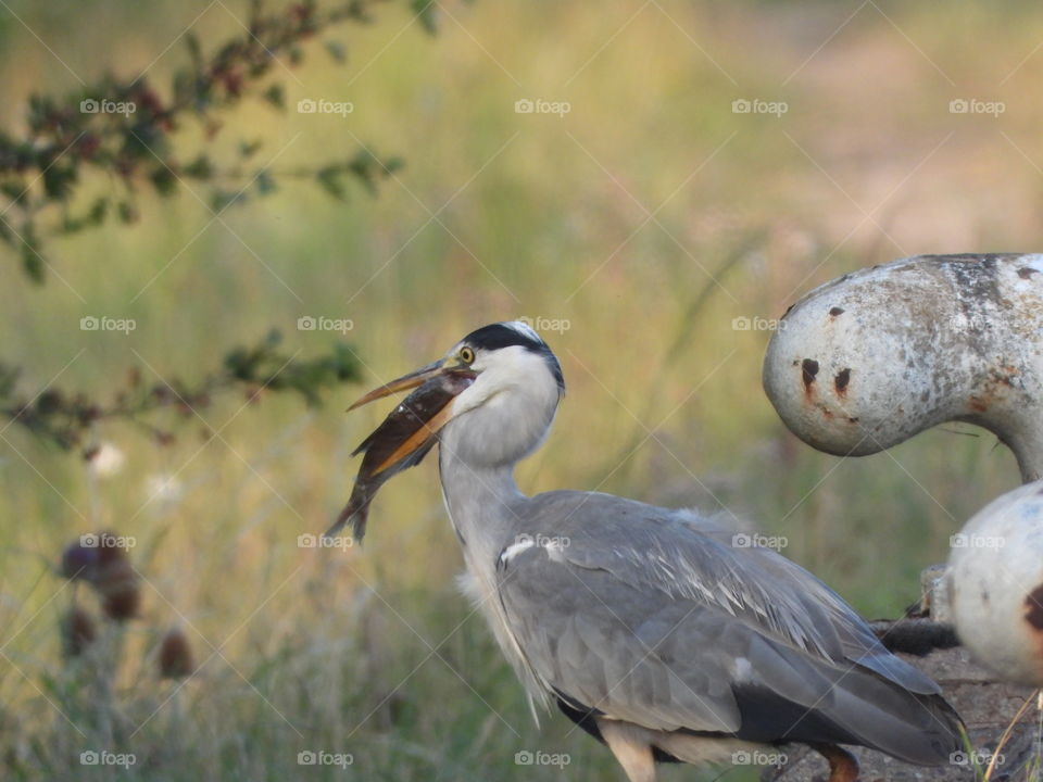 A heron eating a fish 