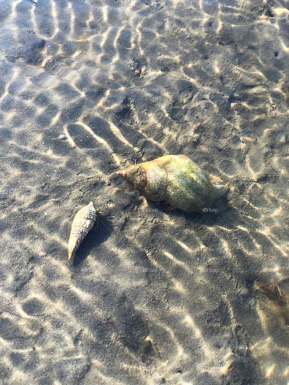 Shells beach hermit crabs 