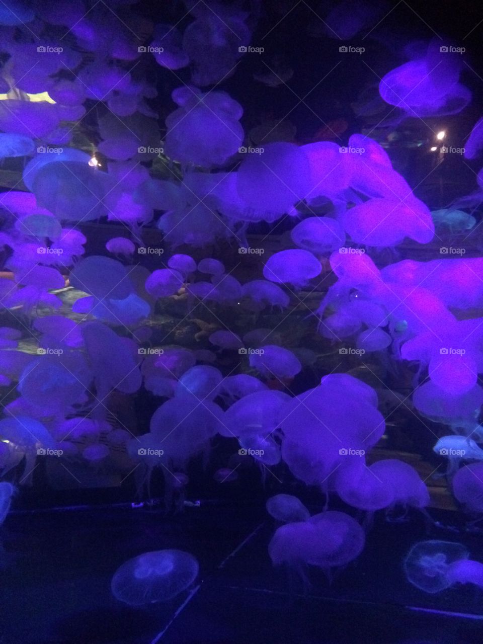 Jellyfish! 