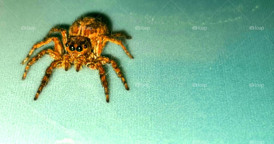 Closeup shot of a Wolf spider.