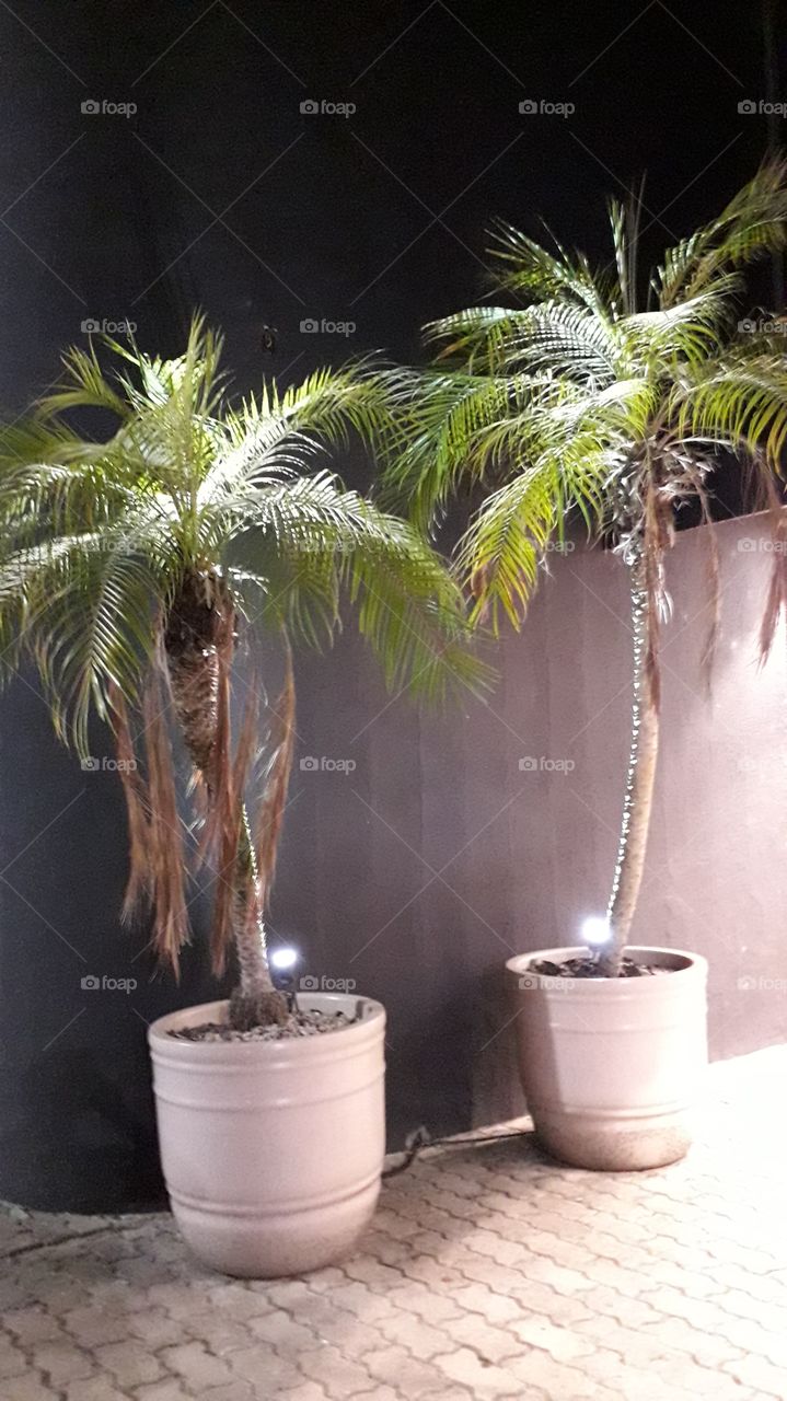 lindo planta de coco