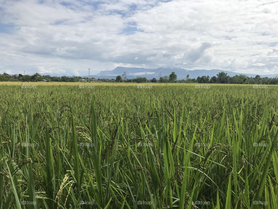 Field of rice at mountain view