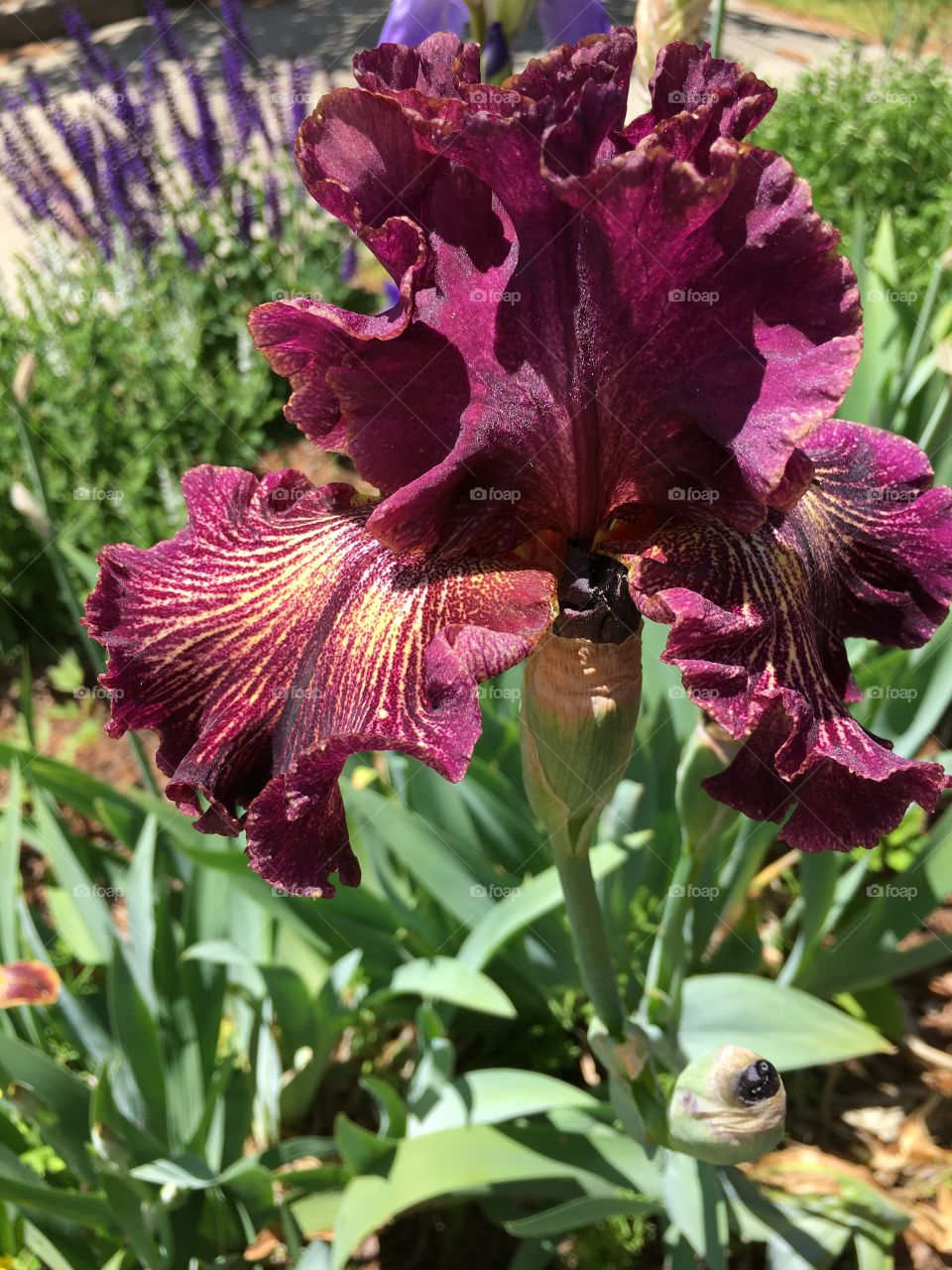 Dark red iris