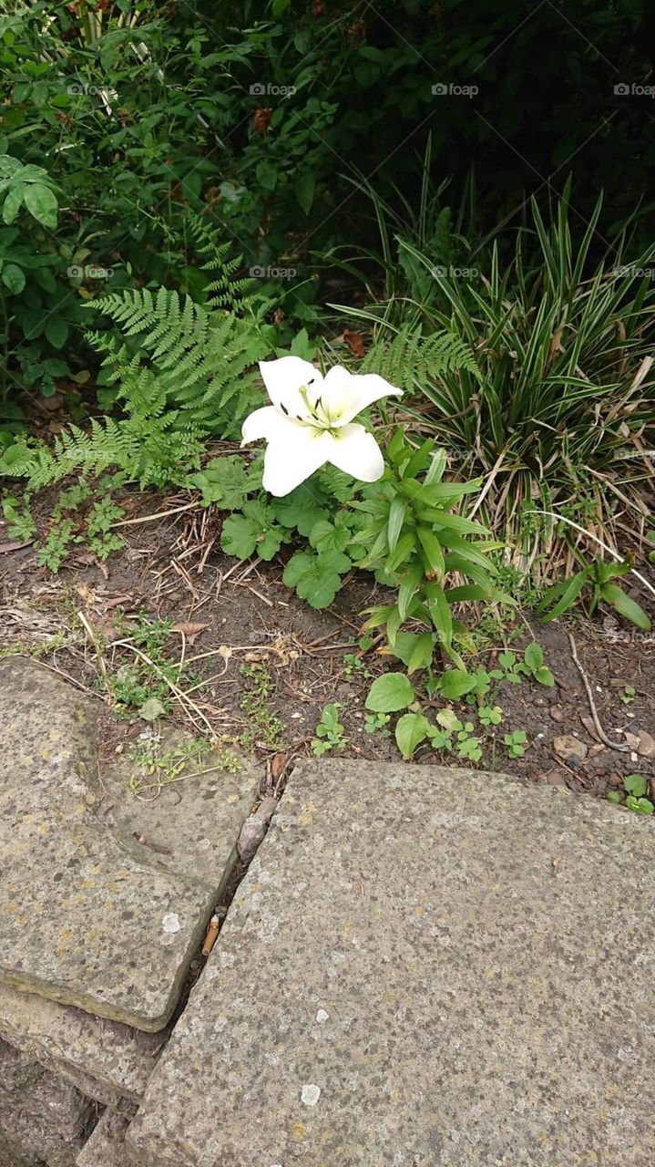 White lily green leaves 