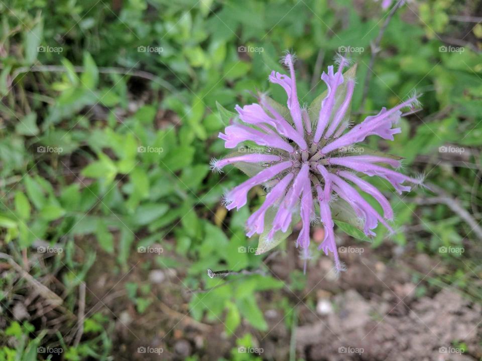 Thistle