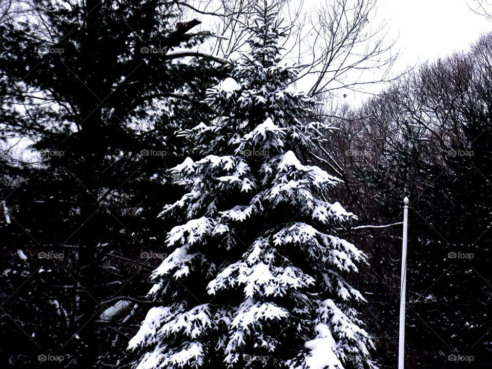 Snow covered Forrest. Evergreen tree