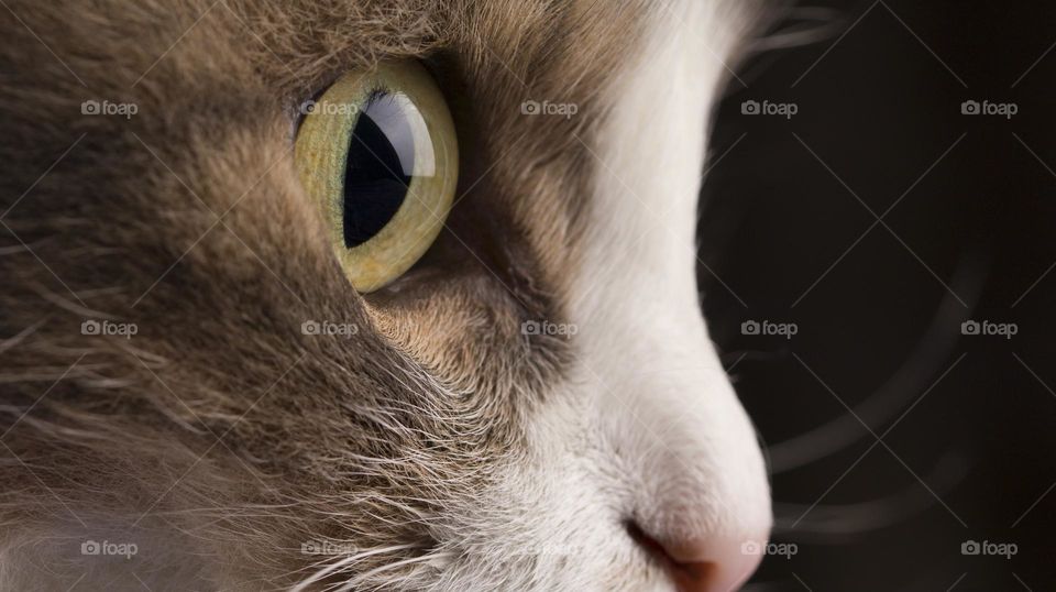 Macro shot of cat's eye
