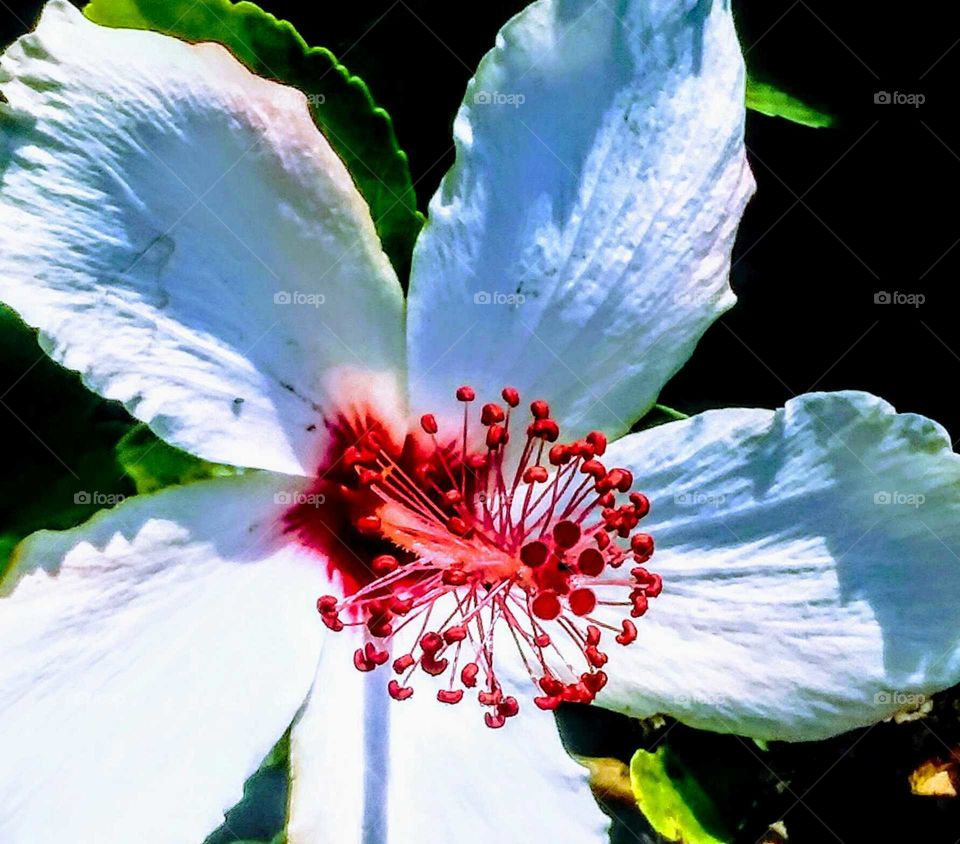 Close-up White and Red Flower  (stylized)