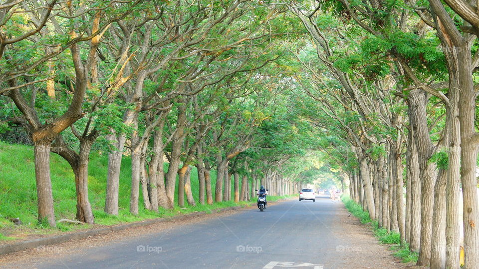 A road is under trees.