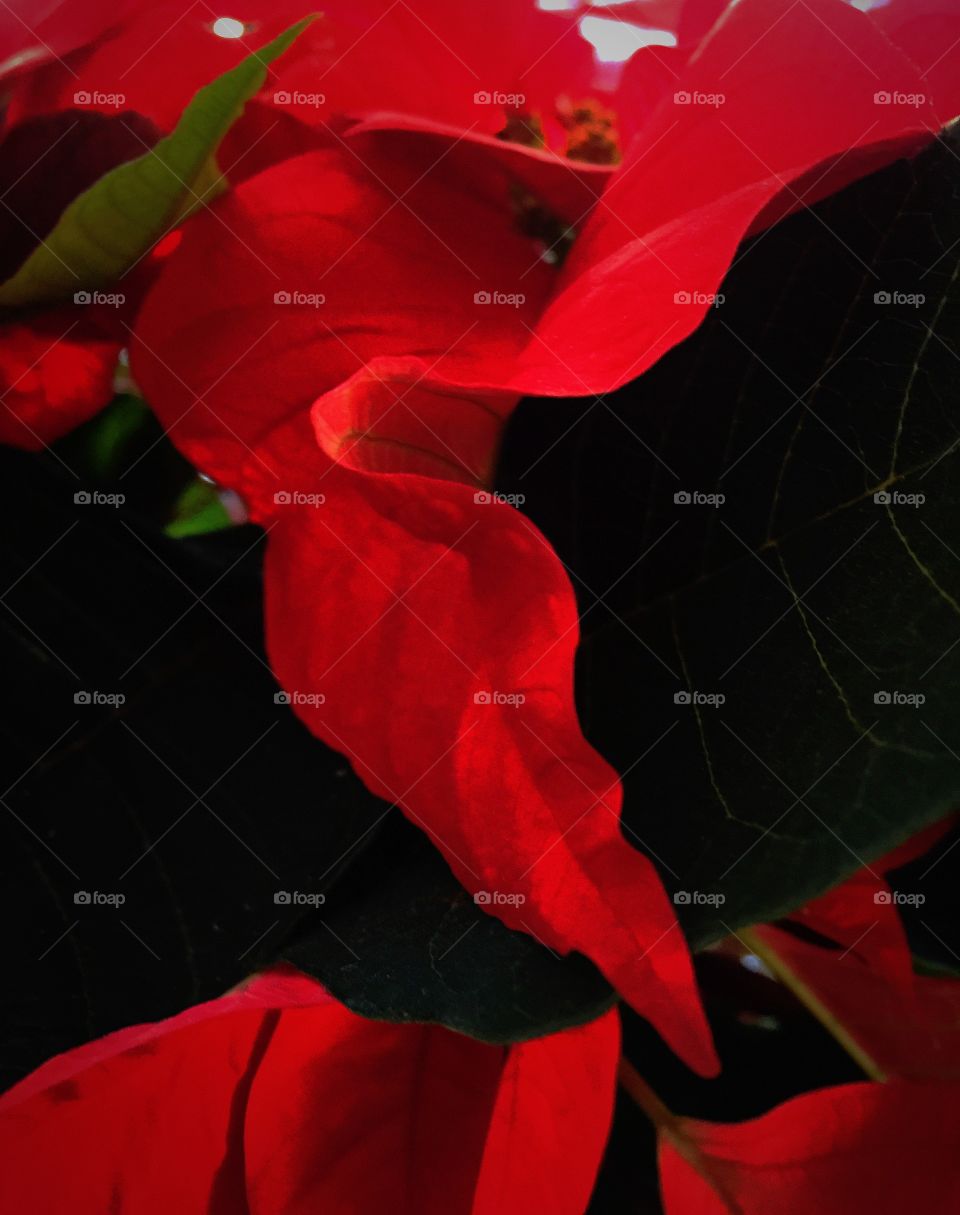 Poinsettia close up 