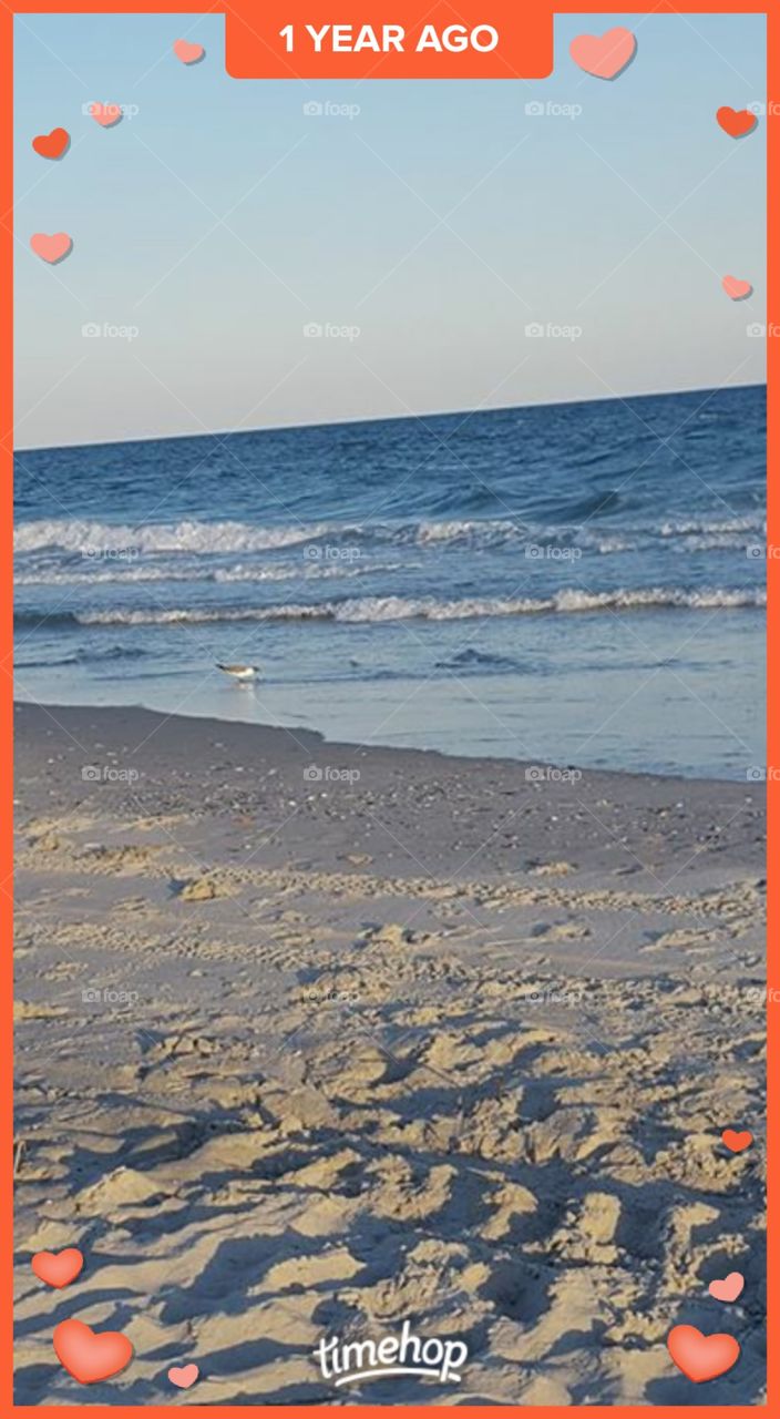 Seagull strolling the beach