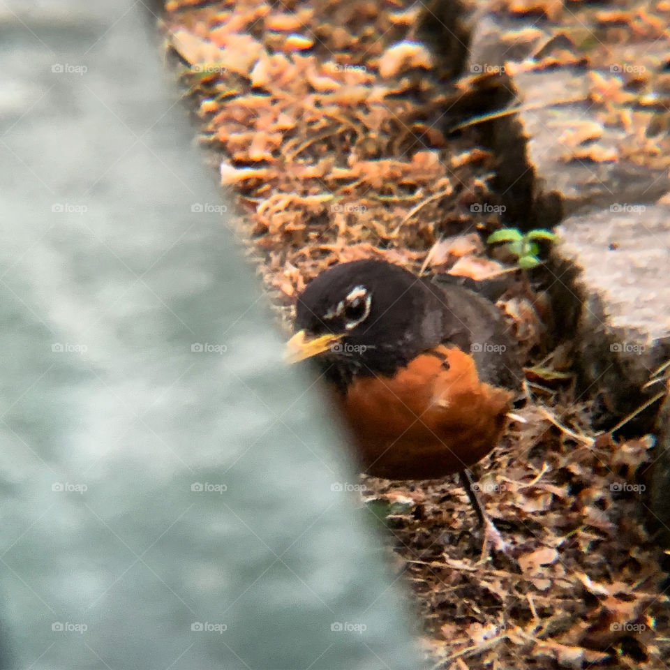 Robin with rusty red feathers behind the wall looking off. Stepping on dried leaves in the park. 