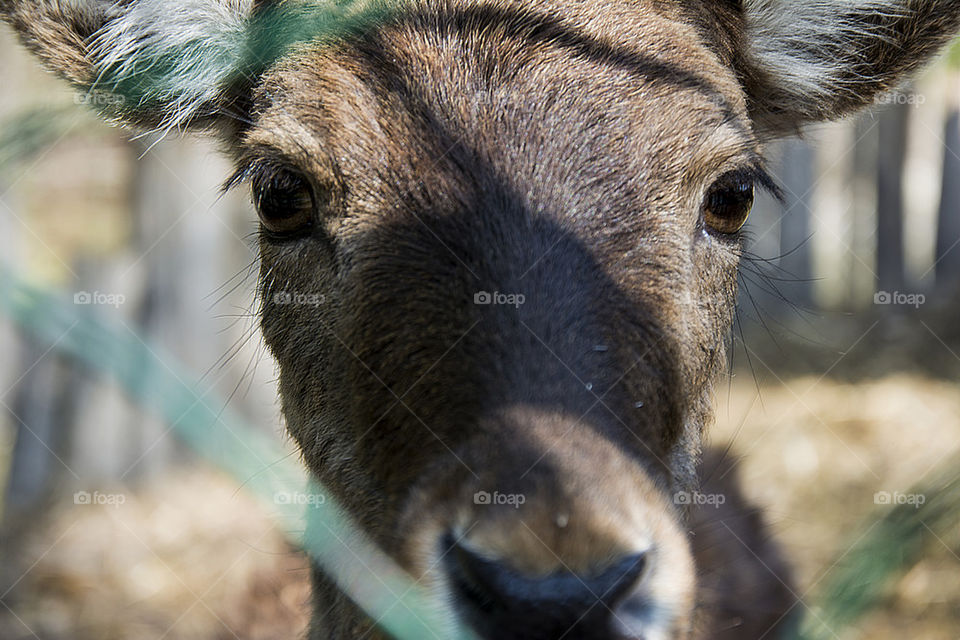 fawn close up