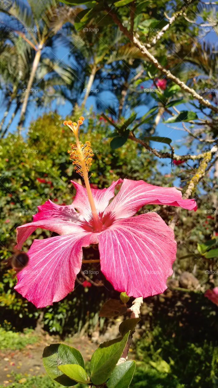 NATURE FLOWER HIBISCUS