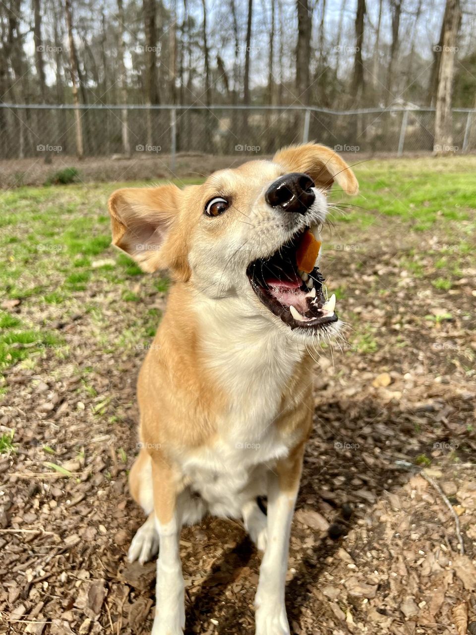 My pet dog Macy, excited to be catching a tossed treat. Her eyes and mouth are wide open and ears flapping cutely. A smile is inevitable!